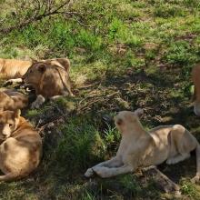 Grade 3 trip to the Lion and Safari Park