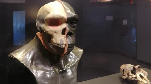 Cradle of humankind